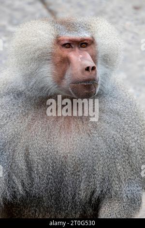 Das Nahbild des Hamadryas-Pavians (Papio hamadryas). Es handelt sich um eine Pavianart aus der Affen-Familie der Alten Welt. Sie wird in verschiedenen Rollen angezeigt Stockfoto