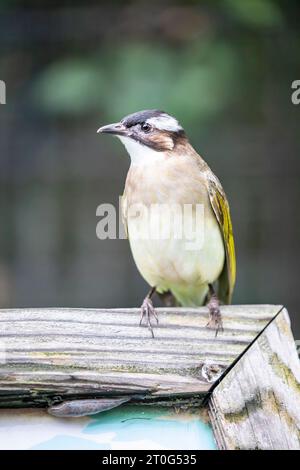 Der leicht belüftete Bulbul (Pycnonotus sinensis) ist eine Vogelart aus der Familie Bulbul. Eine häufige Art von songbird, die leicht bewaldet ist Stockfoto