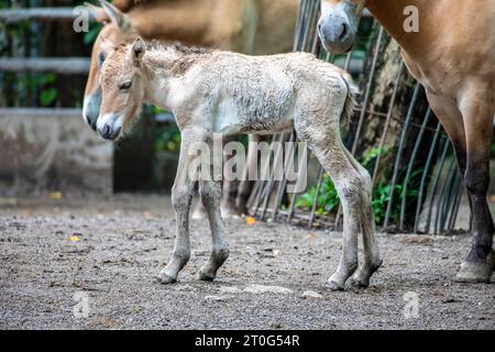 Das Fohlen des Przewalski-Pferdes (Equus ferus przewalskii). Es ist ein seltenes und gefährdetes Pferd, das ursprünglich in den Steppen Zentralasiens beheimatet ist. Stockfoto