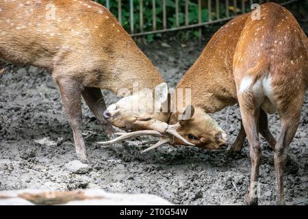 Zwei männliche indische Schweine (Axis porcinus) fliegen. Es ist ein kleiner Hirsch. Er hat seinen Namen von der schweinähnlichen Art Stockfoto