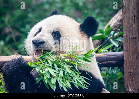 Der Riesenpanda Hefeng (Ailuropoda melanoleuca) isst Bambus im Shanghai Zoological Park. Ein Bär aus Südchina. Stockfoto