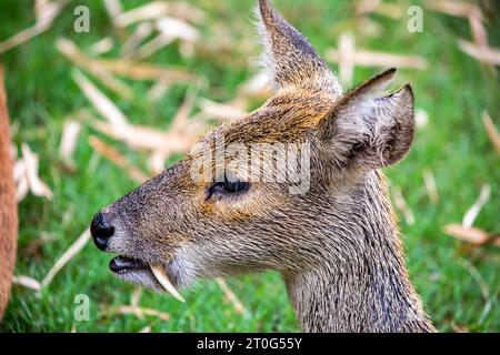 Der Wasserhirsch (Hydropotes inermis) ist eine kleine Hirschart aus China und Korea. Seine markanten Stoßzähne. Stockfoto