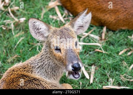 Der Wasserhirsch (Hydropotes inermis) ist eine kleine Hirschart aus China und Korea. Seine markanten Stoßzähne. Stockfoto