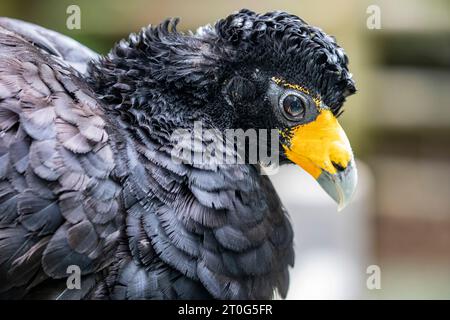 Die schwarze Curassow (Crax Alector) ist eine Vogelart aus der Familie der Cracidae, die in feuchten Wäldern im Norden Südamerikas vorkommt. Stockfoto