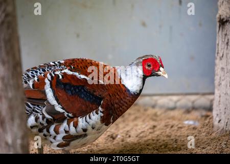 Der Elliot-Fasan (Syrmaticus ellioti) ist ein großer Fasan, der im Südosten Chinas beheimatet ist. Braun und weiß mit schwarzem Hals, kastanienbraunem Obermaterial Stockfoto