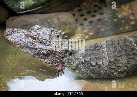 Nahaufnahme des chinesischen Alligators (Alligator sinensis). Ein in China endemisches, vom Aussterben bedrohte Krokodil. Dunkelgrau oder schwarz in der Farbe Stockfoto