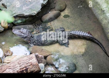 Nahaufnahme des chinesischen Alligators (Alligator sinensis). Ein in China endemisches, vom Aussterben bedrohte Krokodil. Dunkelgrau oder schwarz in der Farbe Stockfoto