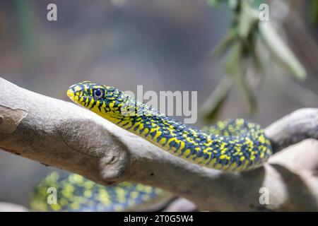 Die Königsratschlange (Elaphe carinata) ist eine Art der Colubride-Schlange, die in Südostasien und Ostasien vorkommt. Stockfoto