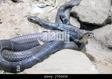 Die chinesische Kobra (Naja atra) ist eine Kobra-Art aus der Familie der Elapidae, die hauptsächlich in Südchina und einigen Nachbarländern vorkommt Stockfoto