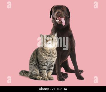 Süße exotische Kurzhaarkatze und Labrador-Hund auf rosa Hintergrund Stockfoto