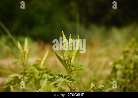 Nahaufnahme von frischem Bhindi, Lady Fingers, Okra grünes Gemüse Abelmoschus esculentus mit Blumen, die auf der Farm vor grünem Hintergrund wachsen. Okra. Stockfoto