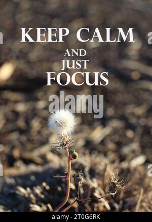 Zitat. Sagen. Zitat. Motivierende und inspirierende Zitate – bleib ruhig und konzentriere dich einfach. Nahaufnahme von Dandilion Blume. Stockfoto