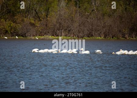 Eine Schar amerikanischer weißer Pelikane (Pelecanus erythrorhynchos), die an drei unscharfen Reihern (Ardea alba) vorbeischwimmen, die im Laub auf der Schwelle thronen Stockfoto