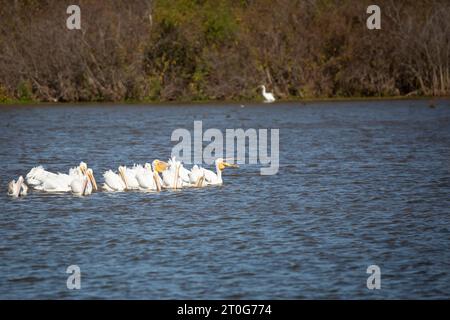 Eine Schar amerikanischer weißer Pelikane (Pelecanus erythrorhynchos), die an einem einzigen großen Reiher (Ardea alba) vorbeischwimmen, der im Laub am Rande eines Sumpfes thront Stockfoto