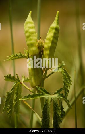 Nahaufnahme von frischem Bhindi, Lady Fingers, Okra grünes Gemüse Abelmoschus esculentus mit Blumen, die auf der Farm vor grünem Hintergrund wachsen. Okra. Stockfoto