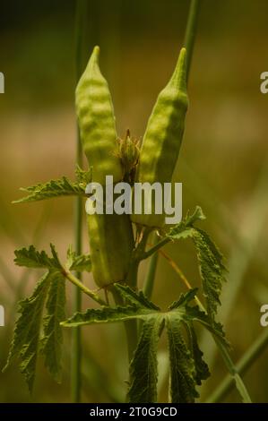 Nahaufnahme von frischem Bhindi, Lady Fingers, Okra grünes Gemüse Abelmoschus esculentus mit Blumen, die auf der Farm vor grünem Hintergrund wachsen. Okra. Stockfoto