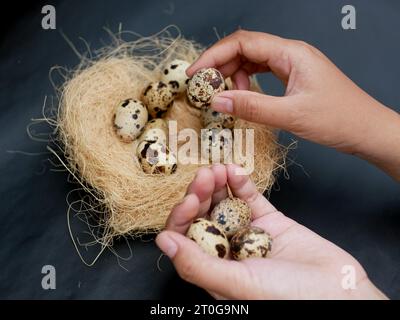 Wachteleier handpflücken auf trockenem Stroh-Bio-Bauernkonzept Stockfoto