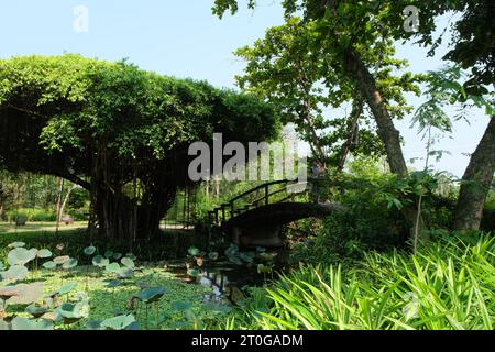 Benjamins Feige schwimmende Unkräuter im Kanal und Wooden Bridge Green Garden zwei Menschen in Thailand Stockfoto