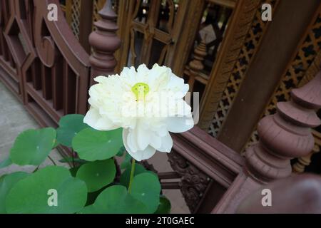 Gebräuchlicher Name Nelumbo nucifera Indischer Lotus Heilige Lotusbohne von Indien Stockfoto