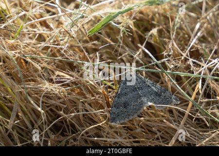 Helastia corcularia, eine in Neuseeland endemische graue Teppichmotte, die in Grasschnitt im Garten liegt. Stockfoto