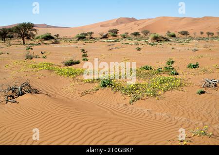 Afrika Namibia, die Wüstensanddünen von Namib in Sossusviei gehören zu den höchsten der Welt. Stockfoto