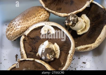 Große Portobello-Pilze auf weißem Hintergrund Stockfoto