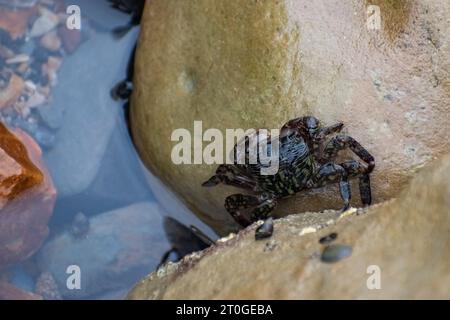 Eine Pachygrapsus Crassipes, gestreifte oder gesäumte Uferkrabbe, auf einem Felsen an einem Gezeitenbecken in Abalone Cove in Rancho Palos Verdes, Kalifornien Stockfoto