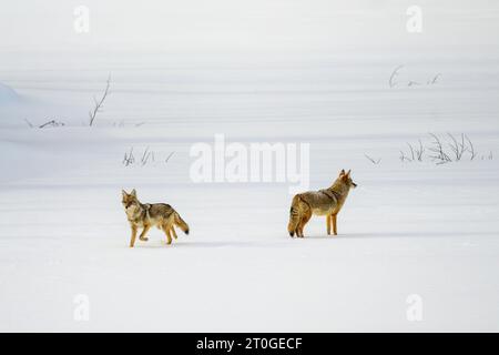 Kojoten im Schnee Stockfoto