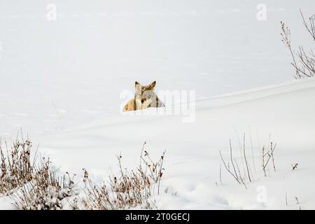 Kojoten im Schnee Stockfoto