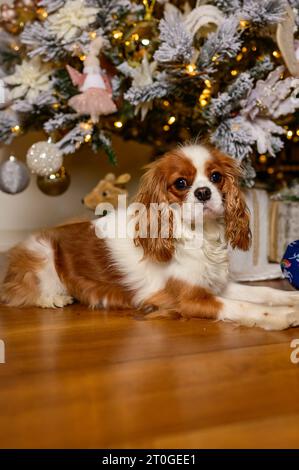 Kavalier König Charles zu Weihnachten Stockfoto