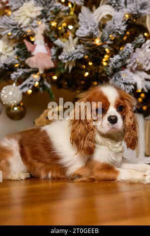 Kavalier König Charles zu Weihnachten Stockfoto