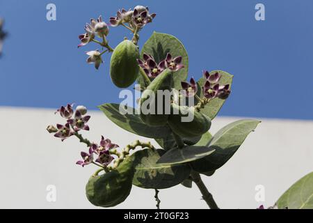 Das Milk Weed in der Hochformat-Ansicht Stockfoto