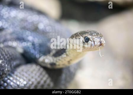 Die chinesische Kobra (Naja atra) ist eine Kobra-Art aus der Familie der Elapidae, die hauptsächlich in Südchina und einigen Nachbarländern vorkommt Stockfoto