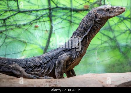 Die Nahaufnahme des asiatischen Wassermonitors (Varanus salvator). Es ist eine große Varanidenechse, die in Süd- und Südostasien beheimatet ist. Stockfoto