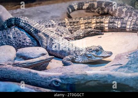 Das Nahbild des juvenilen chinesischen Alligators (Alligator sinensis). Ein kritisch gefährdetes Krokodil, das in China endemisch ist. Dunkelgrau oder schwarz Stockfoto