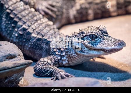 Das Nahbild des juvenilen chinesischen Alligators (Alligator sinensis). Ein kritisch gefährdetes Krokodil, das in China endemisch ist. Dunkelgrau oder schwarz Stockfoto