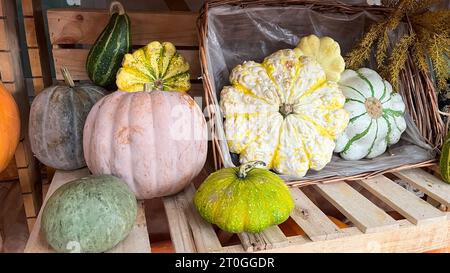 Auswahl und verschiedene Arten von Kürbissen zum Verkauf auf dem Markt Stockfoto