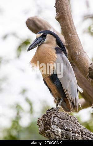 Der Bootsreiher (Cochlearius cochlearius) ist ein atypisches Mitglied der Reiherenfamilie. Es lebt in Mangrovensumpfen von Mexiko Süd bis Peru Stockfoto