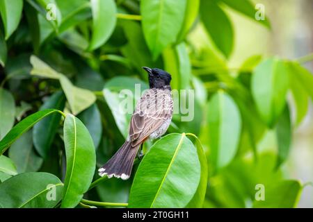 Der rot belüftete Bulbul (Pycnonotus cafer) ist ein Mitglied der Bulbul-Familie der Passanten. Sie ist ein ansässiger Züchter auf dem indischen Subkontinent Stockfoto