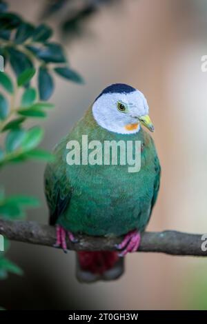 Die männliche Schwarznappentaube (Ptilinopus melanospilus) ist eine mittelgroße grüne Fruchttaube mit gelblichem Schaf und Iris. Der Mann hat ein blassgraues Stockfoto