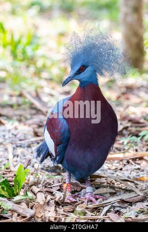 Sclaters Krontaube (Goura sclaterii) ist eine große, terrestrische Taube, die auf die südlichen Tieflandwälder Neuguineas beschränkt ist. Stockfoto