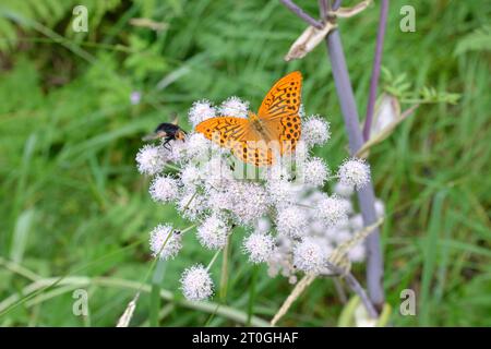 Silber gewaschene Fritillary Argynnis Paphia Female auf einer wilden Fenchelblume Stockfoto