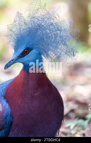 Sclaters Krontaube (Goura sclaterii) ist eine große, terrestrische Taube, die auf die südlichen Tieflandwälder Neuguineas beschränkt ist. Stockfoto