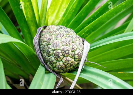 Die Frucht der Strohspindel (Pandanus tectorius) ist eine Art der Pandanus (Schraubenspinne), die in Malesien, Papuasia, im Osten Australiens beheimatet ist Stockfoto