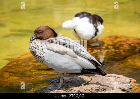 Die männliche australische Holzente (Chenonetta jubata) ist eine in ganz Australien vorkommende Dabbling-Ente. Es ist die einzige lebende Spezies Stockfoto