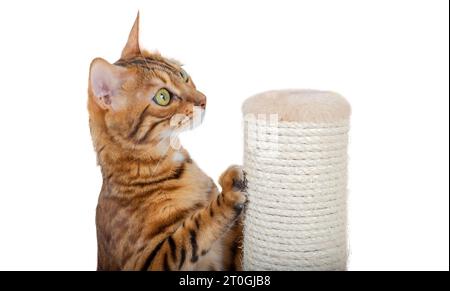 Eine bengalische Katze schärft ihre Klauen an einem Stab mit einem Juteseil. Eine Katze an einen Kratzbaum gewöhnen. Stockfoto