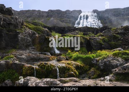 Der Dynjandi-Wasserfall in island fällt hinter einer Reihe kleiner Wasserfälle und Klippen zwischen Tundra-Vegetation und gelben Wildblumen Stockfoto