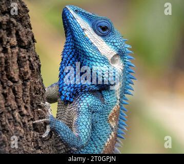 Indo-Chinesische Blauhauchse mit Paarung auf einem Baum im Wald. Ernährt sich von Grillen, Heuschrecken, Motten und anderen Insekten. Stockfoto