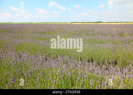 Grosses Feld duftender Lavendelblüten in der europäischen Tiefebene zur Herstellung von Parfümen und aromatischen Essenzen Stockfoto