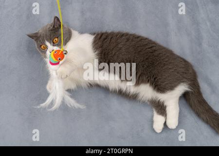 Top View britische Kurzhaarkatze versucht einen Spielzeugwurm zu fangen Stockfoto
